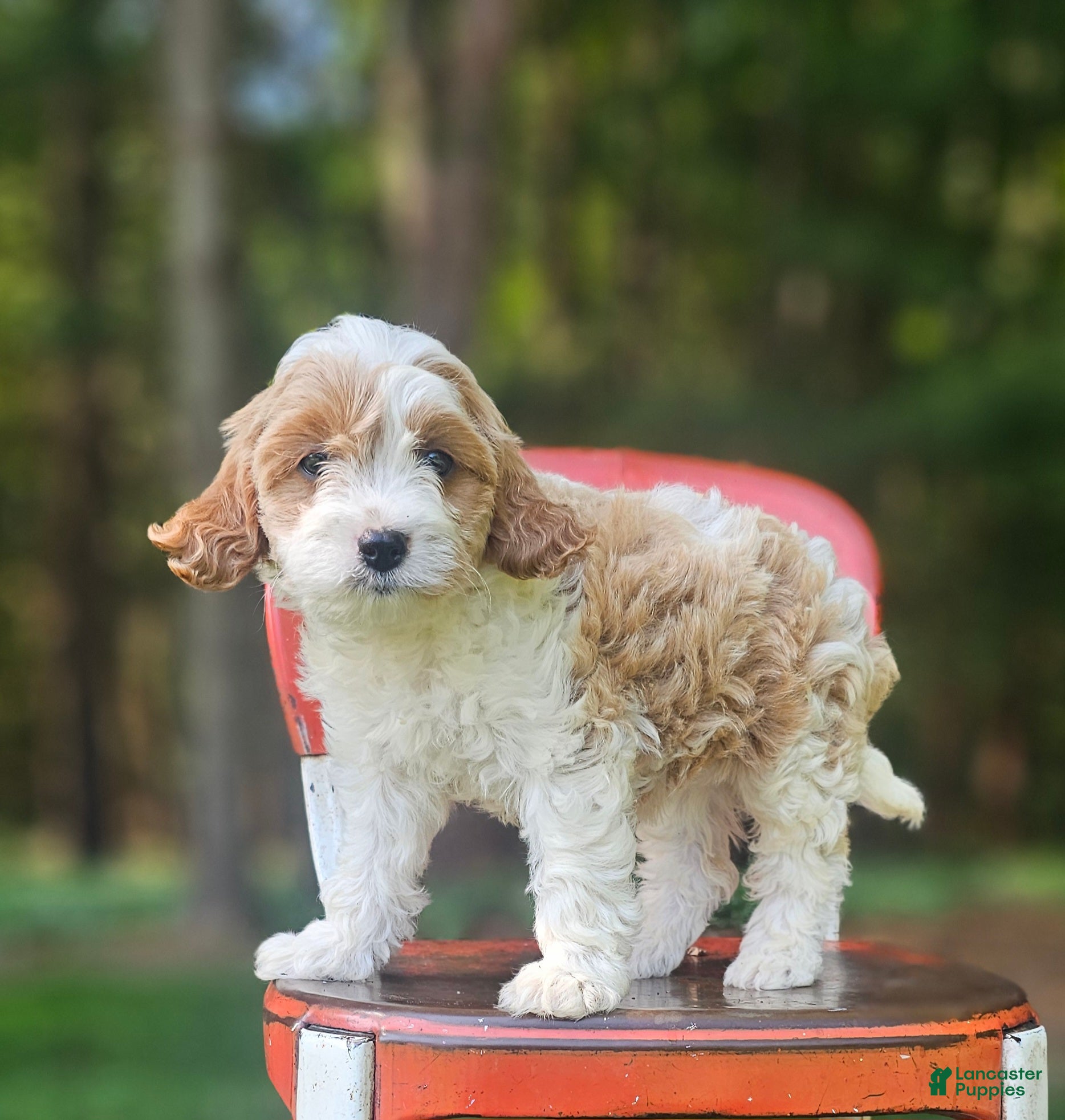 Cavapoo dogs for sale: Bailey - Ad 1