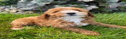 Miniature Poodle dogs for sale: Bob - Ad 4
