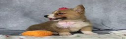 Welsh Corgi Pembroke dogs for sale: Lenny - Ad 4