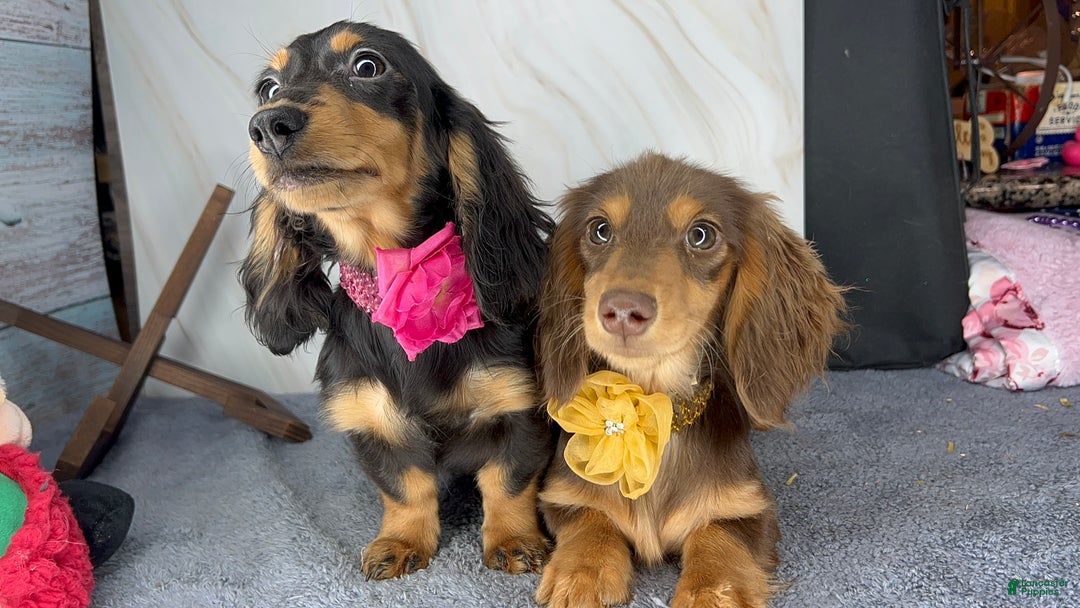 Miniature Dachshund dogs for sale: Import champion blood - Ad 11