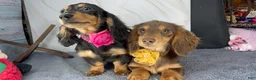Miniature Dachshund dogs for sale: Import champion blood - Ad 10
