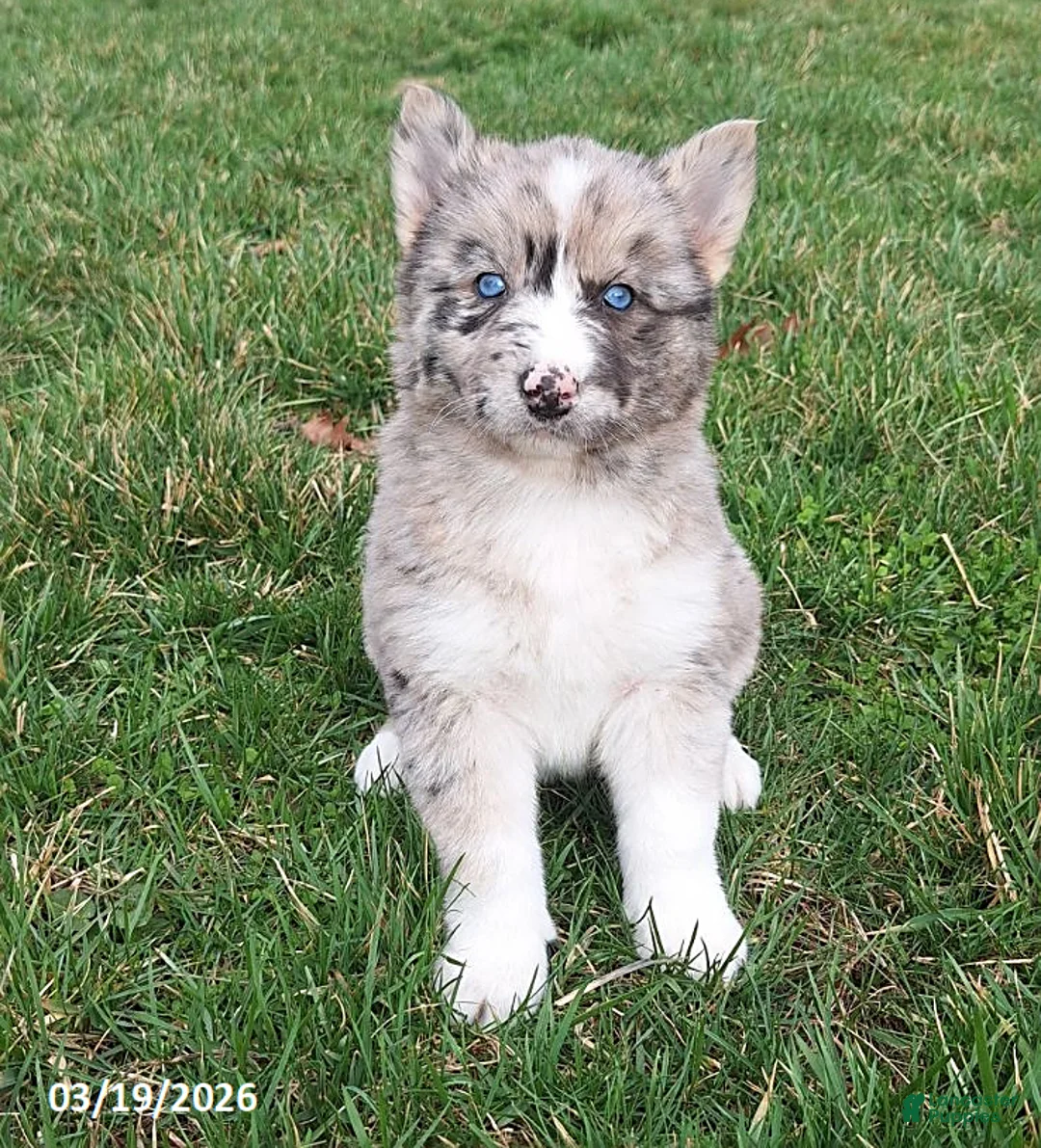 Gerberian Shepsky dogs for sale: Luna  - Ad 2