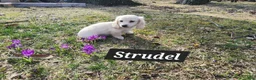 Miniature Dachshund dogs for sale: Strudel - Ad 4