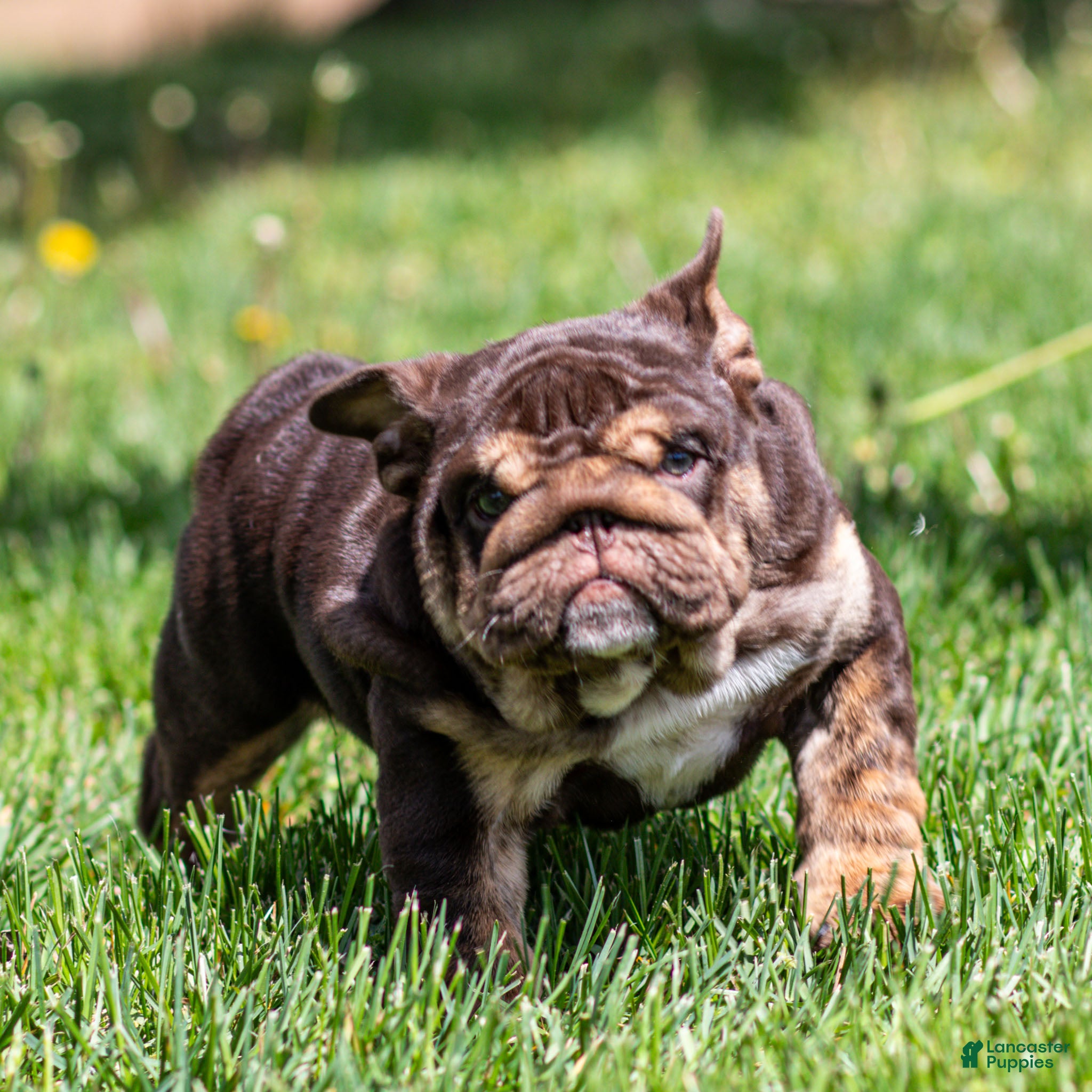 English Bulldog dogs Chanel Cocoa English Bulldog Puppy  - Ad 2