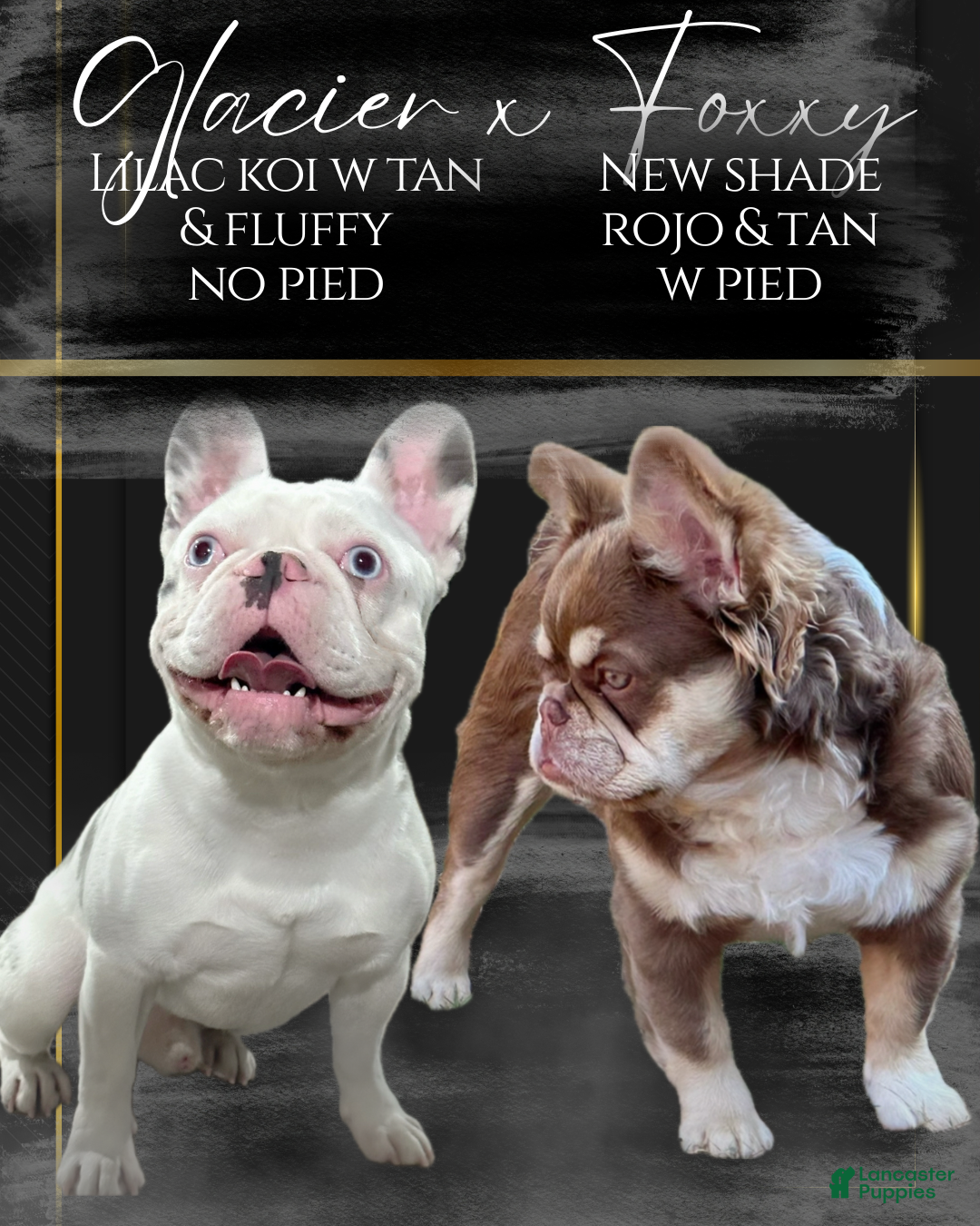 French Bulldog dogs for sale: Kamilla-Full Fluffy Choc & Tan Koi w Testable - Ad 10