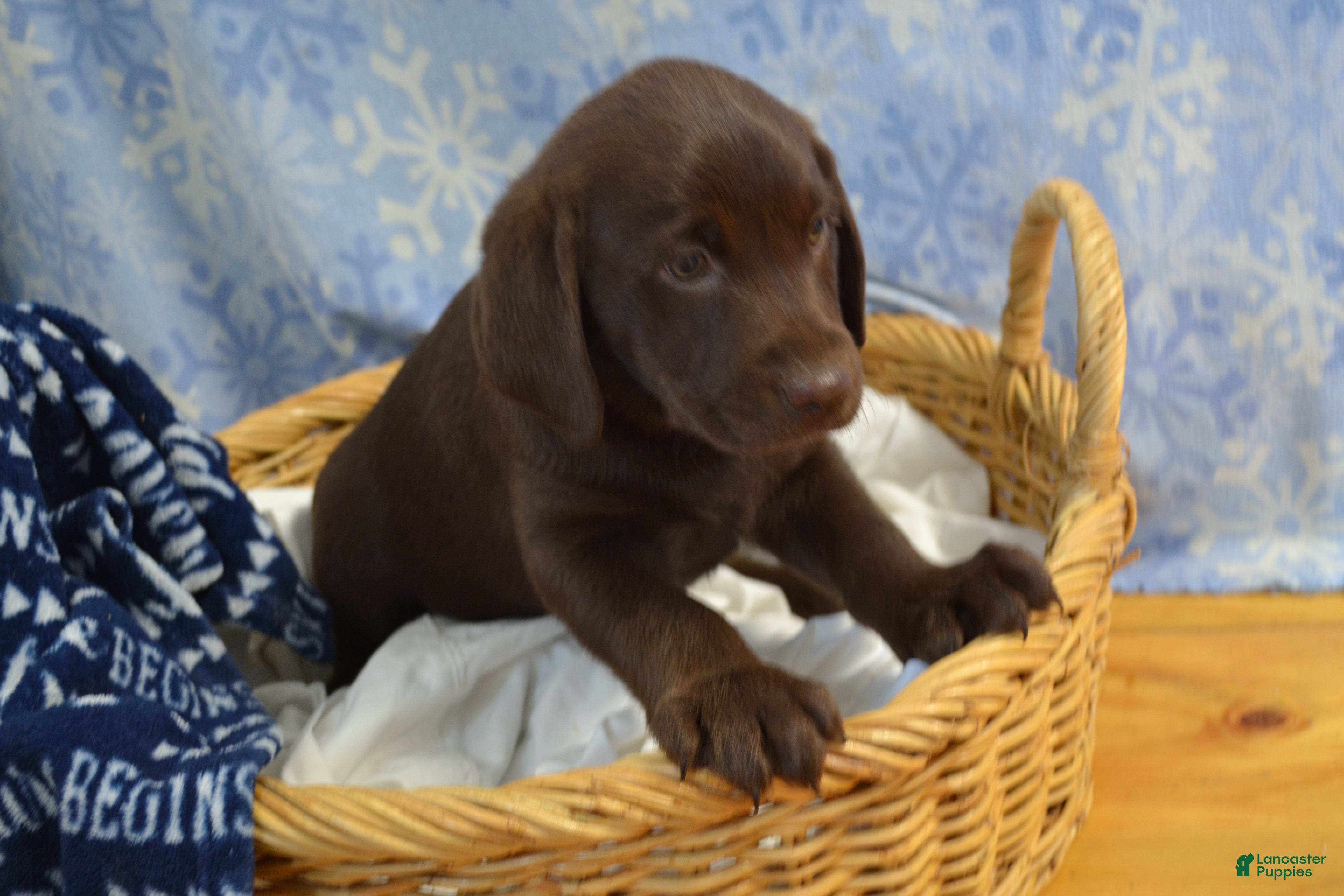 Labrador Retriever dogs Zain - Ad 11