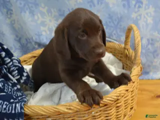 Labrador Retriever dogs Zain - Ad 2