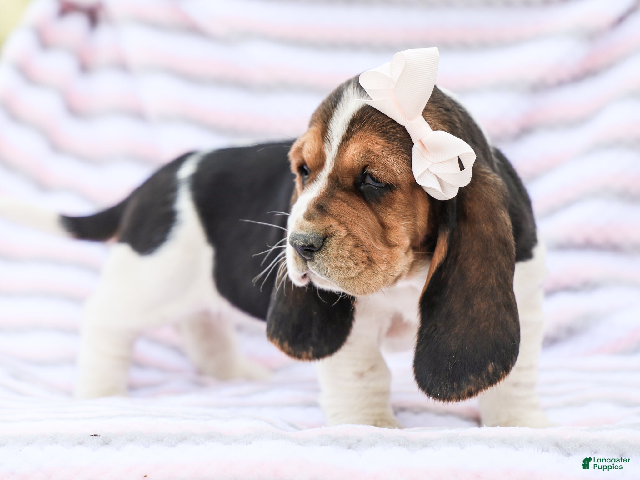 Basset Hound dogs Emma Purebred Basset Hound Pup - Ad 2