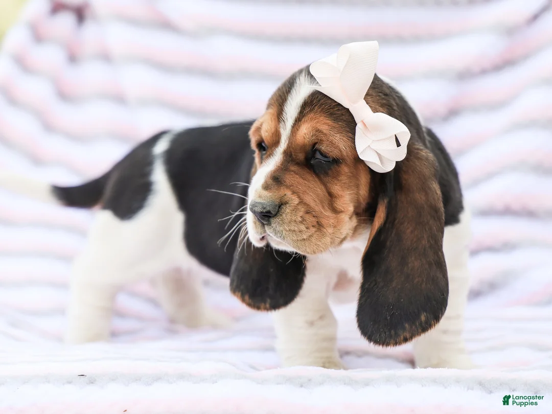 Basset Hound dogs for sale: Emma Purebred Basset Hound Pup - Ad 2