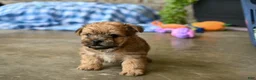 Morkie dogs for sale: Wally - Ad 1