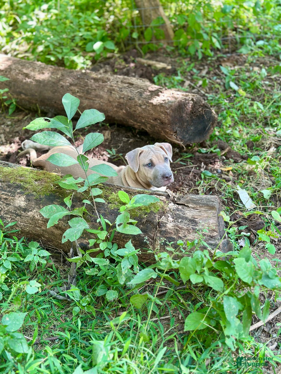 Mixed Breed dogs for sale: Whiley (Why-Lee) - Ad 6