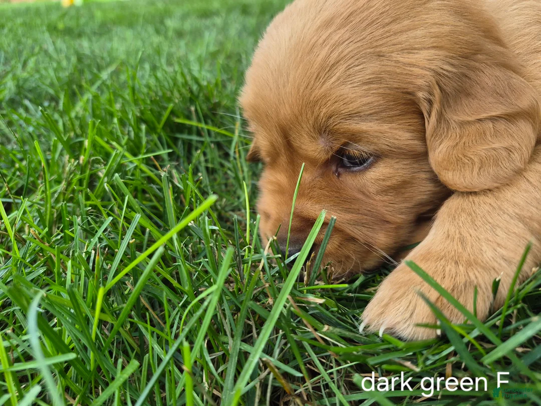 Golden Retriever dogs for sale: Daisy (Dark green collar) - Ad 1