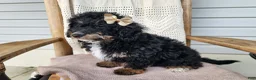Mini Bernedoodle dogs for sale: Karly - Ad 14