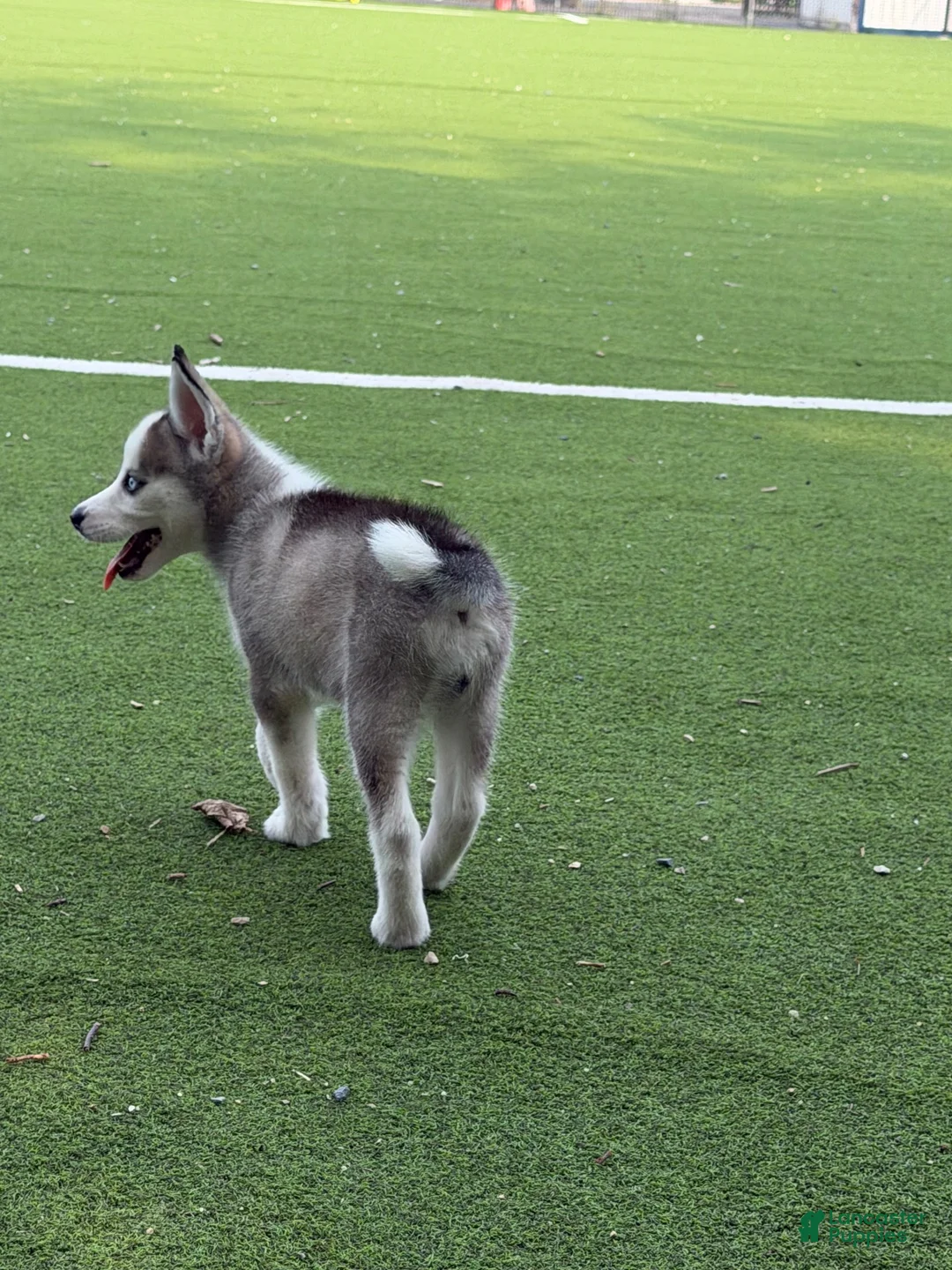 Mixed Breed dogs for sale: Mixed Breed 1 - Ad 2