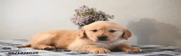 Golden Retriever dogs for sale: Lilac - Ad 2