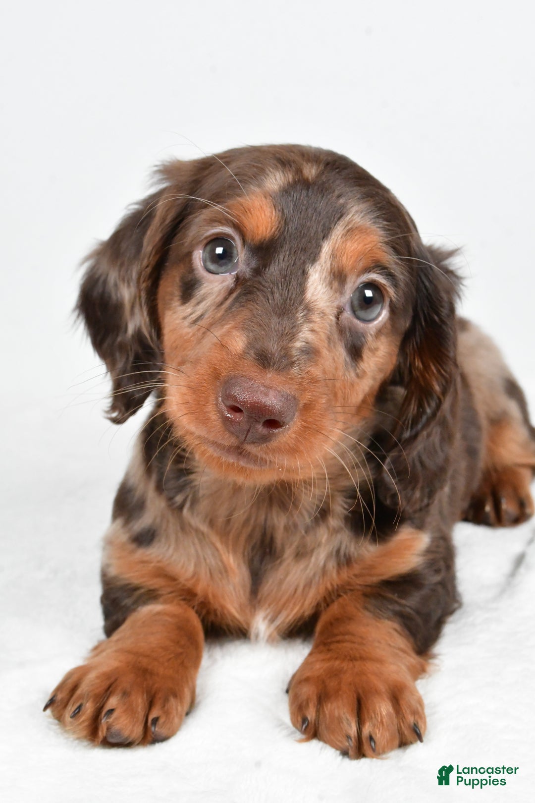 Miniature Dachshund dogs for sale: Angel - Ad 4