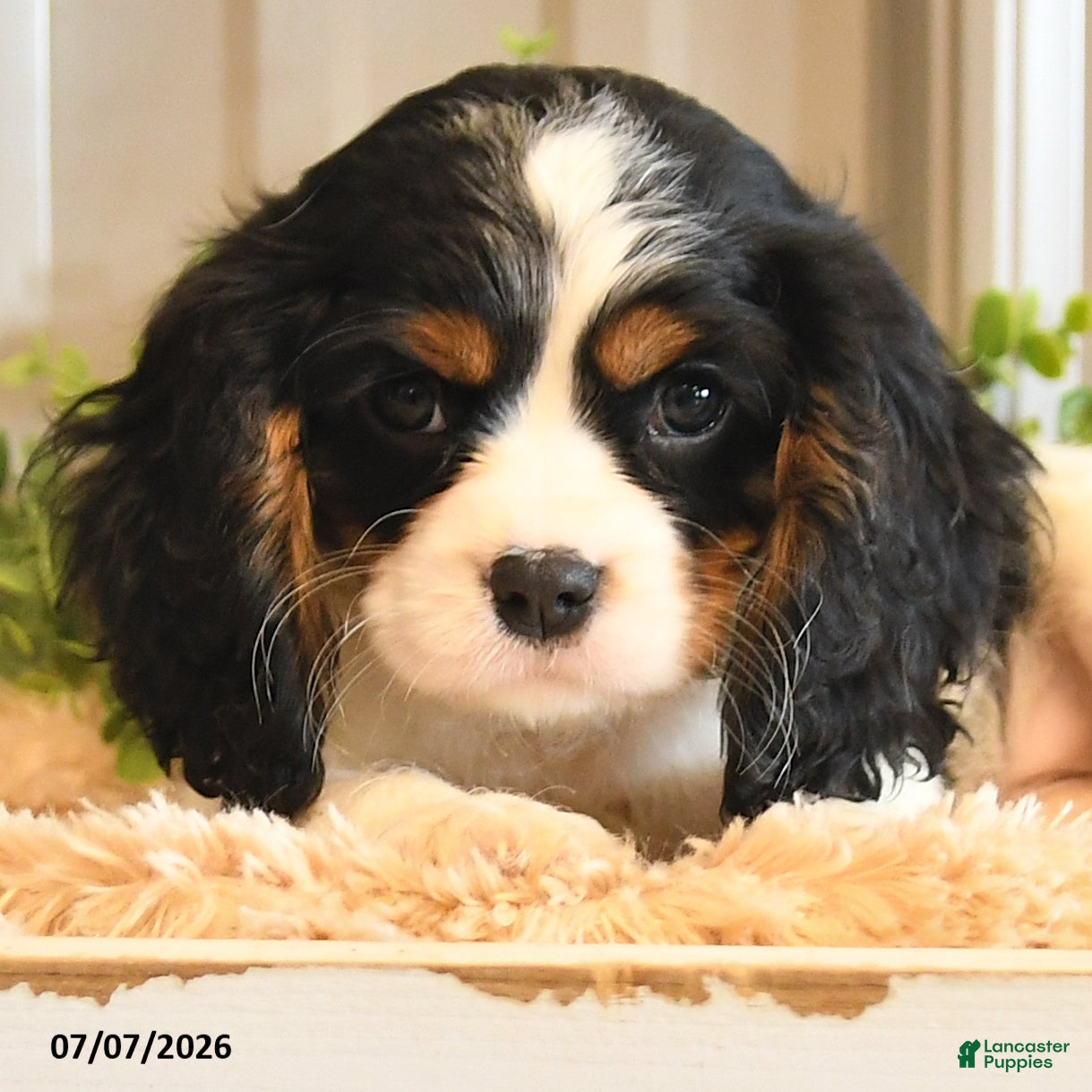 Cavalier King Charles Spaniel dogs Kim  - Ad 2