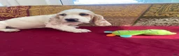 Basset Hound dogs for sale: Muffin - Ad 3