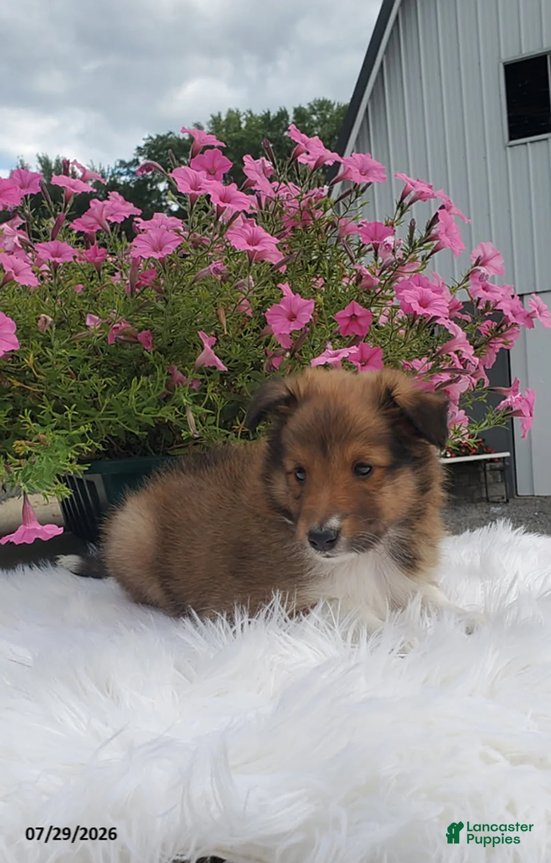 Shetland Sheepdog dogs for sale: Mitchell - Ad 3