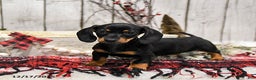 Miniature Dachshund dogs for sale: Willow - Ad 1