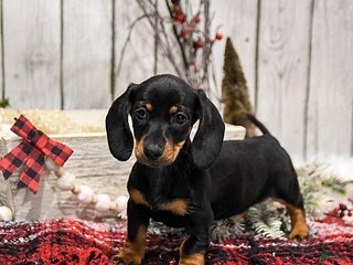 Miniature Dachshund dogs Willow - Ad 42