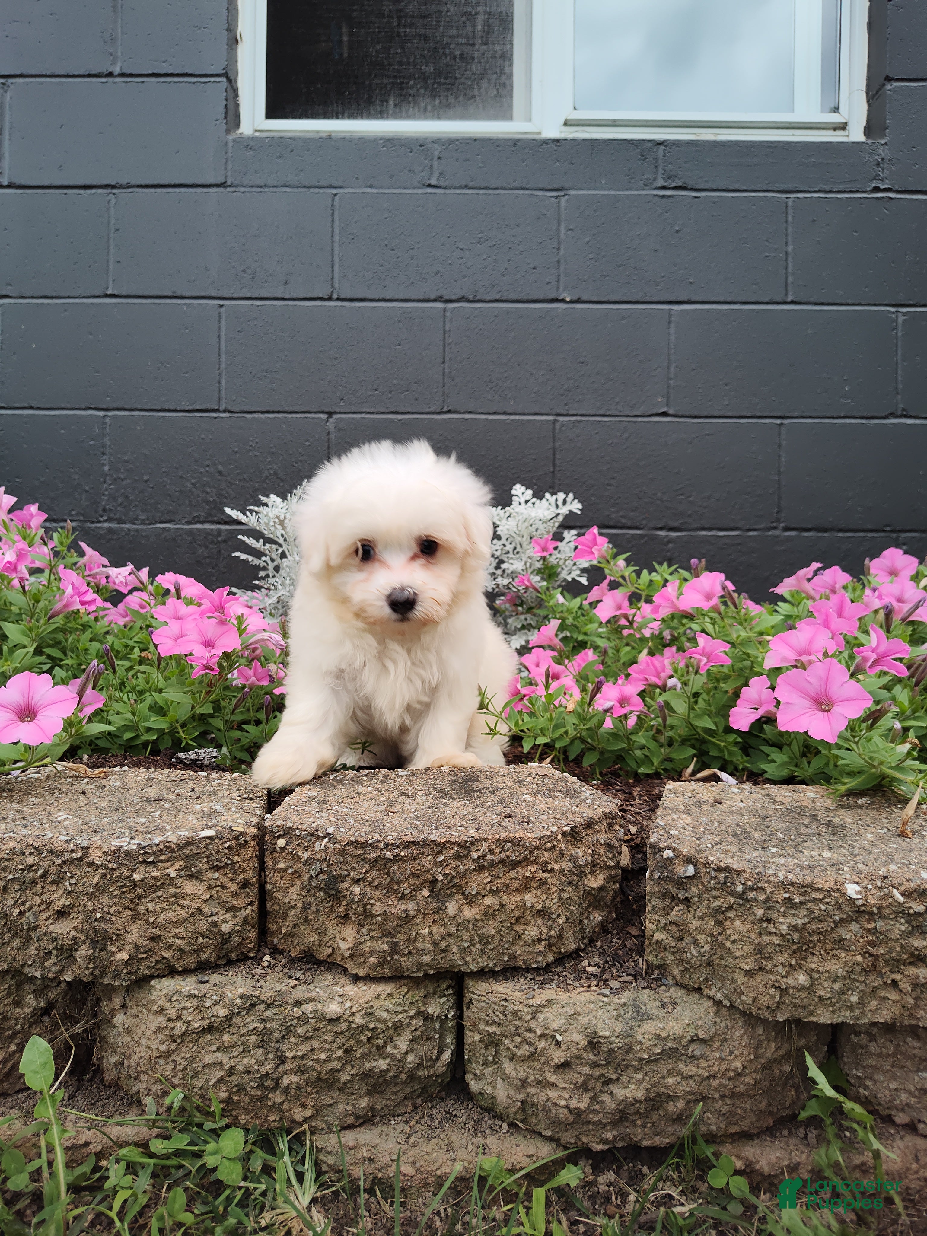 Maltese dogs Roxie - Ad 1