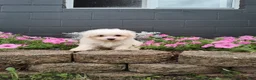 Maltese dogs for sale: Roxie - Ad 1