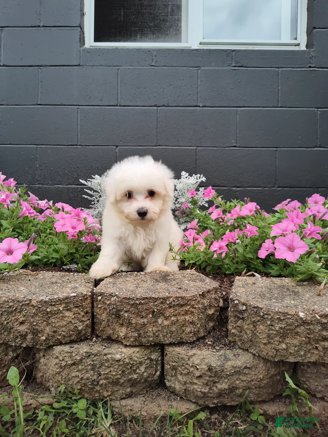 Maltese dogs for sale: Roxie - Ad 1