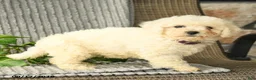 Bichpoo dogs for sale: Barbie - Ad 3