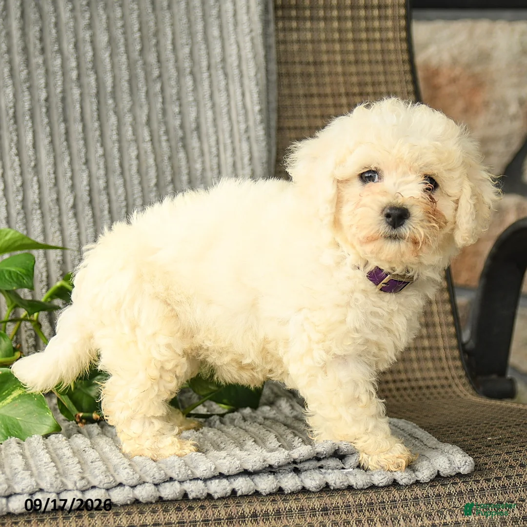 Bichpoo dogs for sale: Barbie - Ad 3