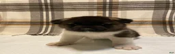 Akita dogs for sale: Thor  - Ad 9