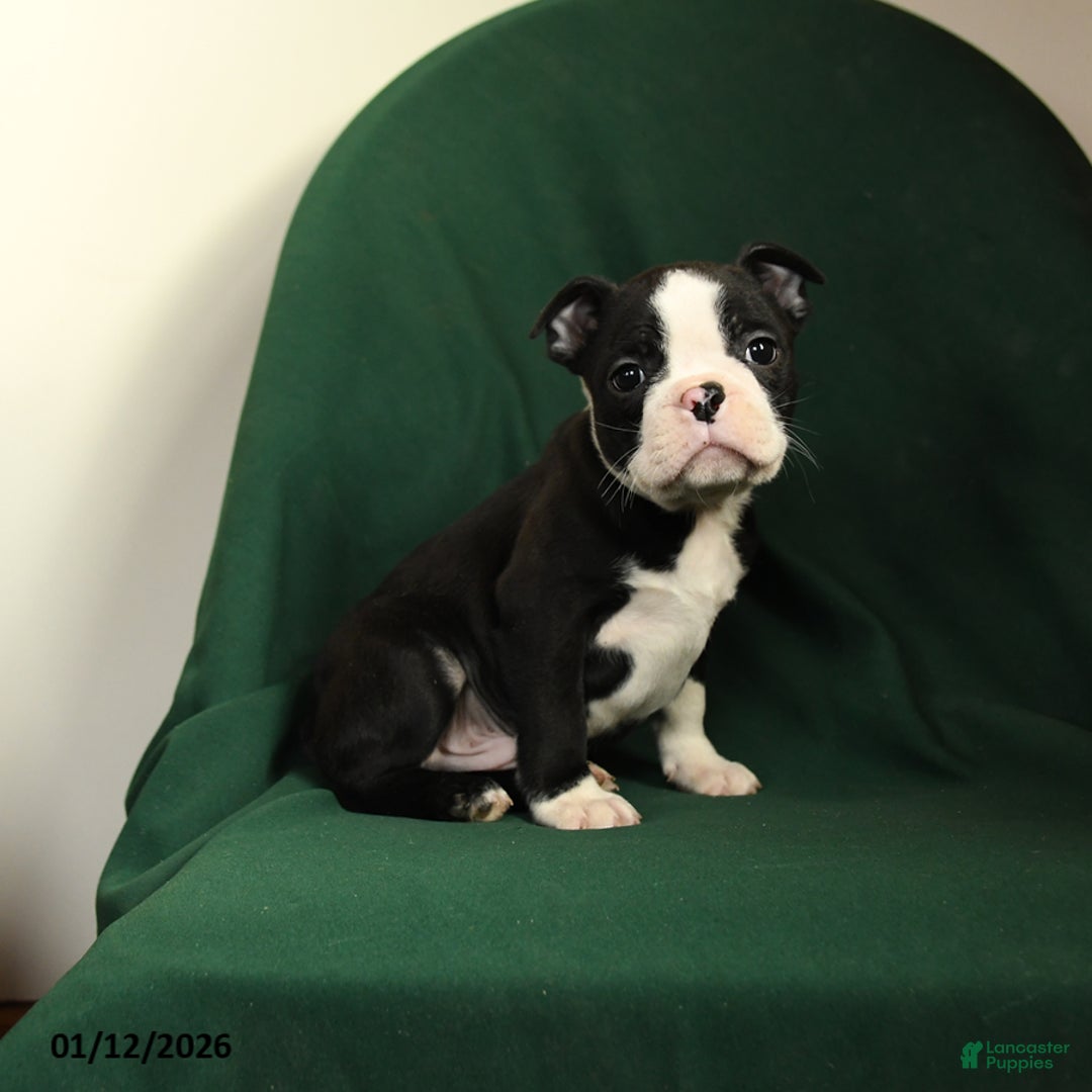 Boston Terrier dogs for sale: Finn - Ad 2