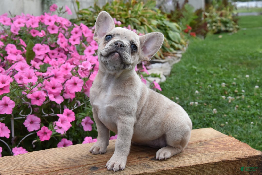 French Bulldog dogs for sale: Kristi - Ad 9