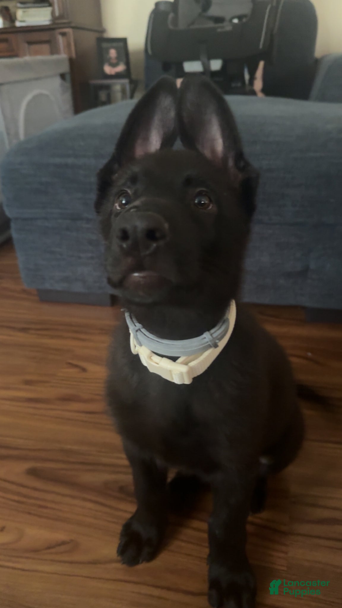 German Shepherd dogs German Shepherd Puppy 1 - Ad 38