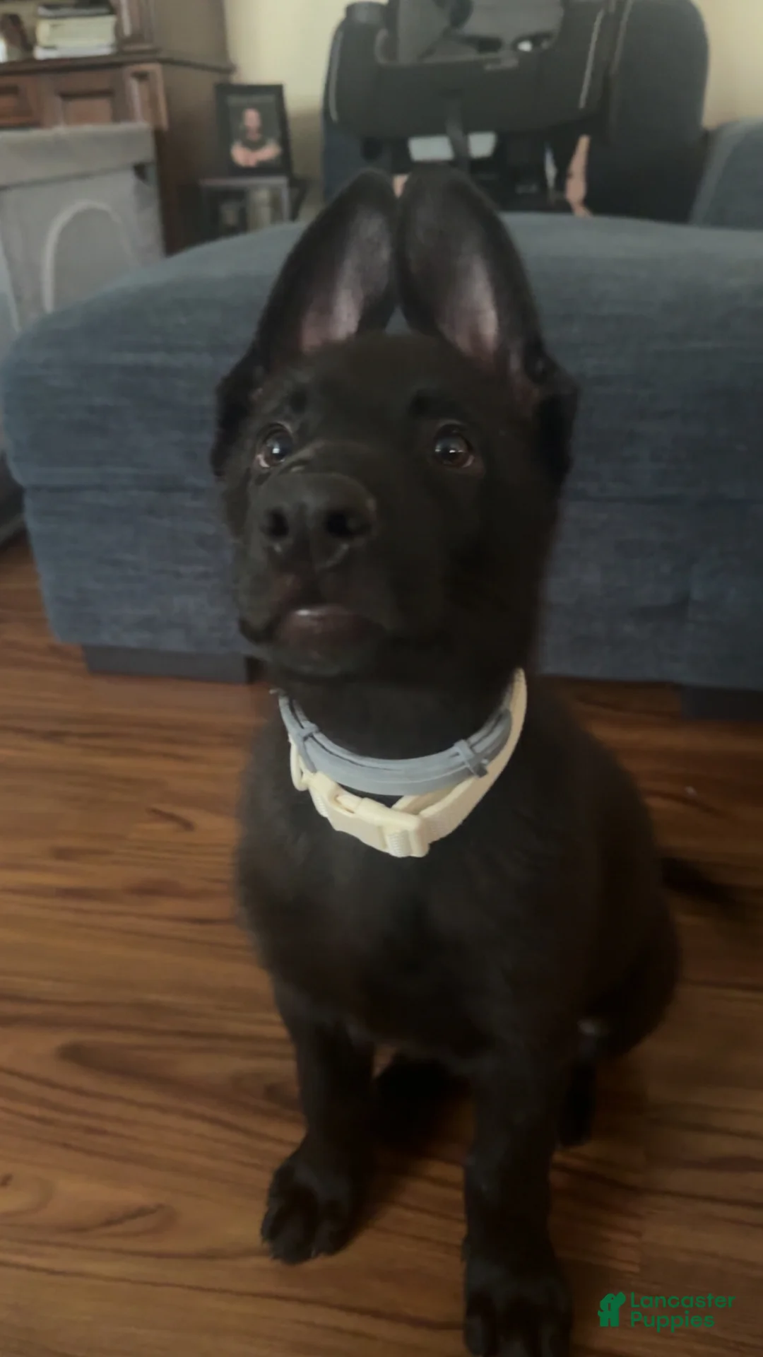 German Shepherd dogs for sale: German Shepherd Puppy 1 - Ad 1