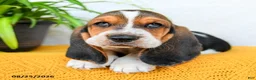 Basset Hound dogs for sale: Darcy - Ad 4