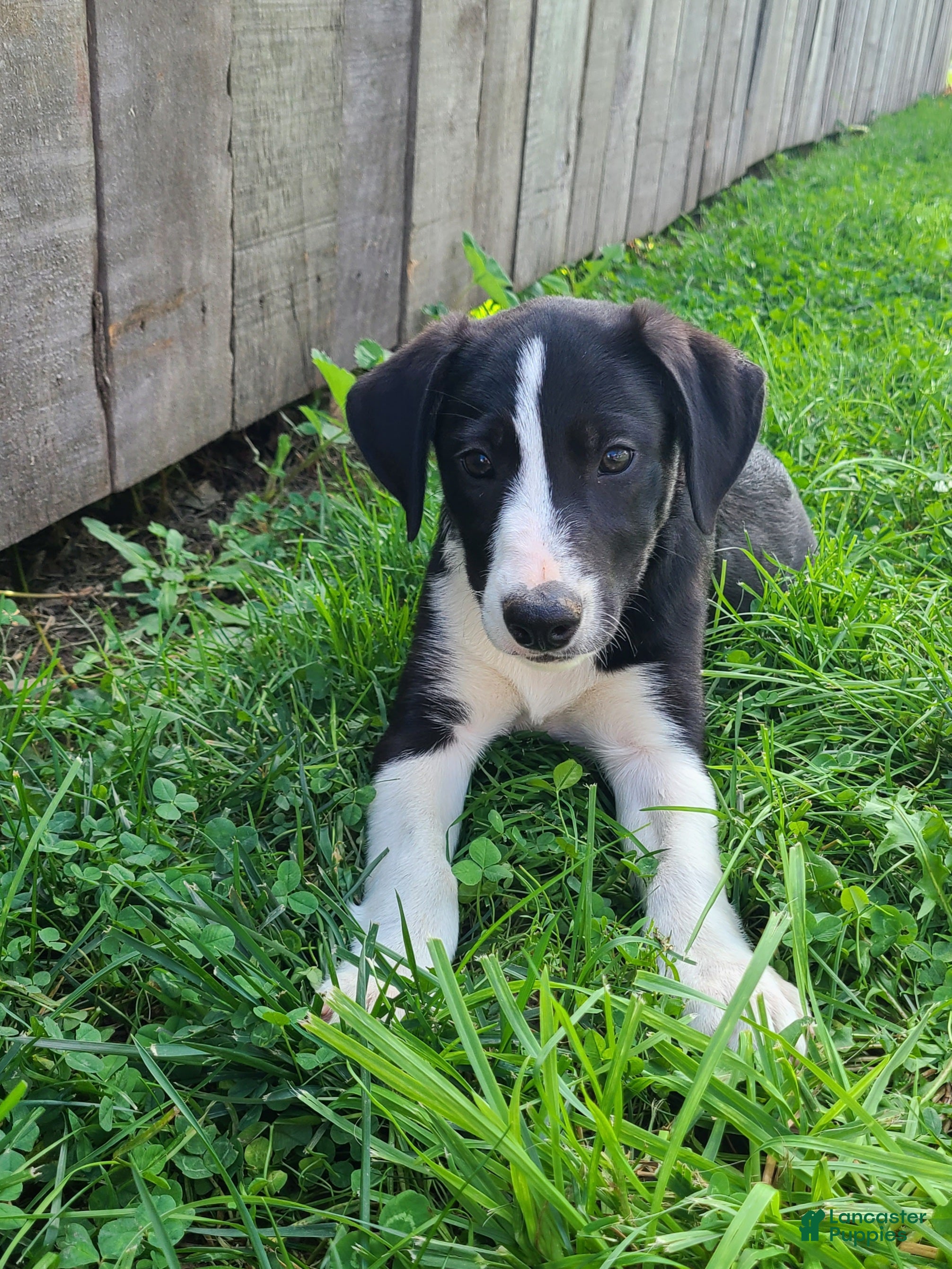 Mixed Breed dogs Winnie  - Ad 1