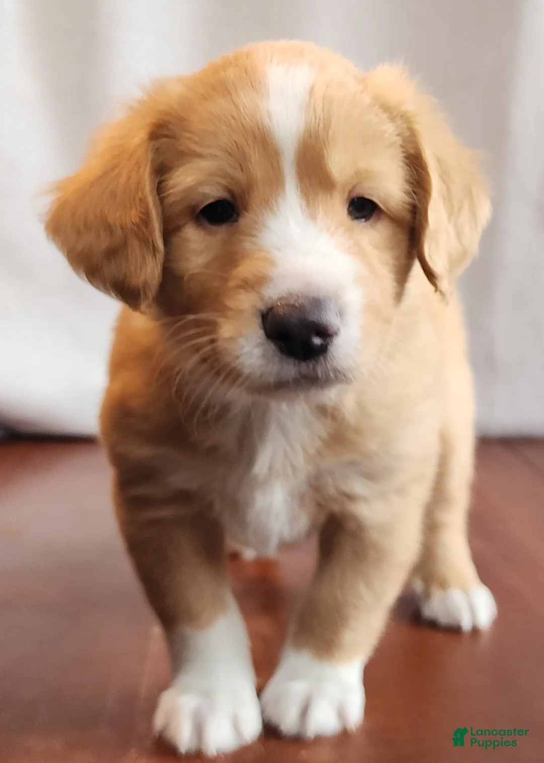 English Shepherd dogs for sale: Bo - Ad 2