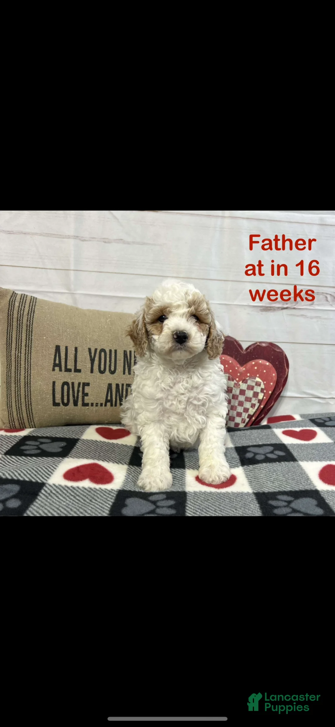 Mini Aussiedoodle dogs for sale: Mini Aussiedoodle Puppy 3 - Ad 4