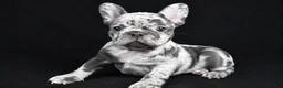 French Bulldog dogs for sale: Bella - Ad 4