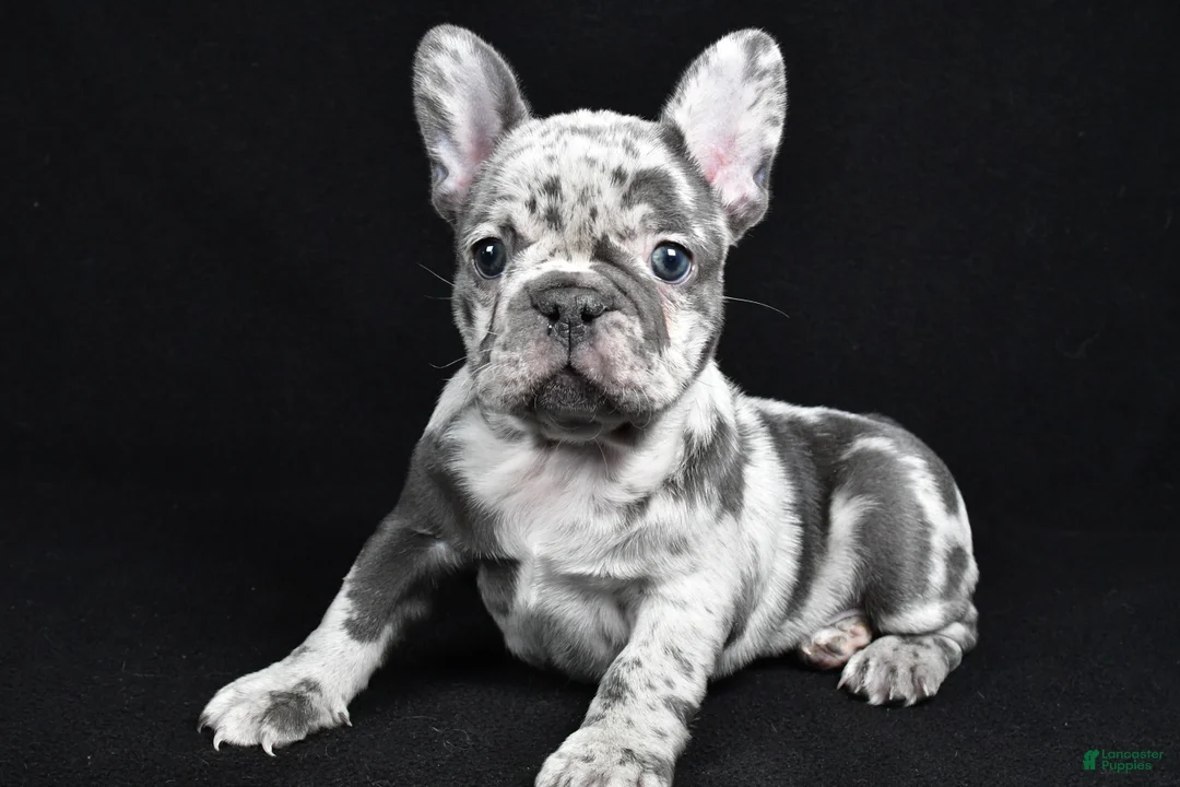 French Bulldog dogs for sale: Bella - Ad 4