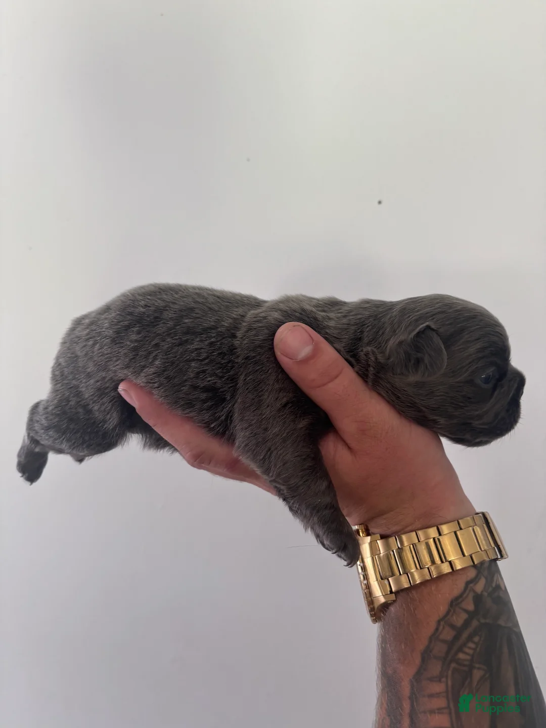 French Bulldog dogs for sale: Puppy 4 - Ad 2