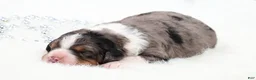 Mini Bernedoodle dogs for sale: Felix  - Ad 3