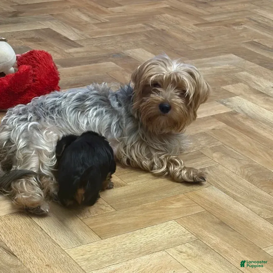 Yorkshire Terrier dogs for sale: Yorkshire Terrier 2 - Ad 2