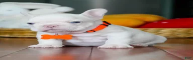 French Bulldog 6