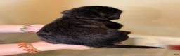 Mixed Breed dogs for sale: Noodle - Ad 5