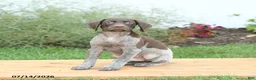 German Shorthaired Pointer dogs for sale: Charlie - Ad 1