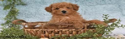 Bichpoo dogs for sale: Flynn - Ad 5