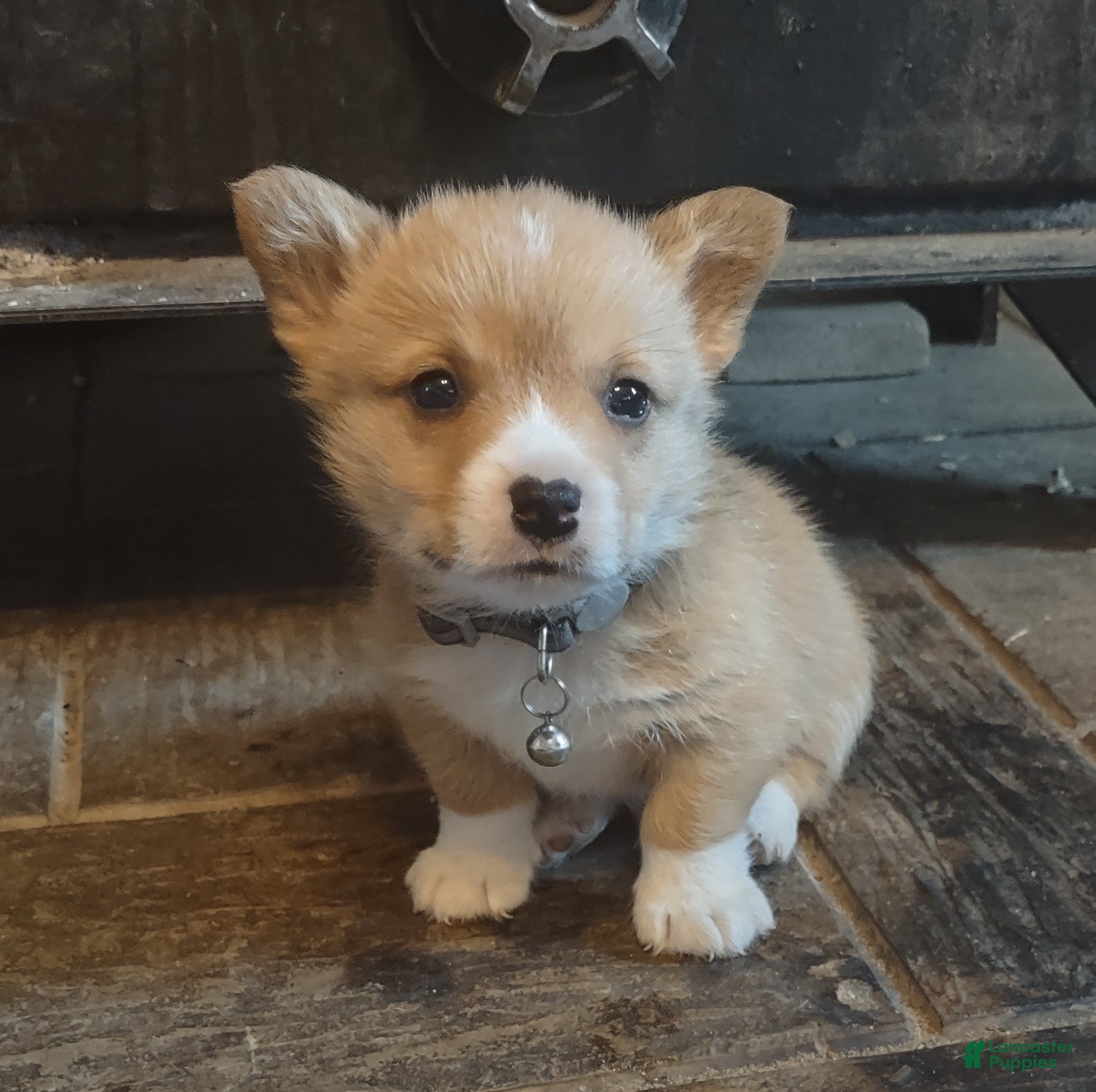 Welsh Corgi Pembroke dogs for sale: Gray collar  - Ad 3