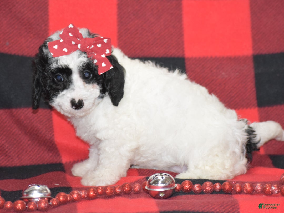 Miniature Poodle dogs for sale: Zanna - Ad 8